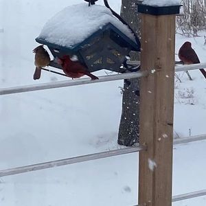 Meet your Posher, Normand